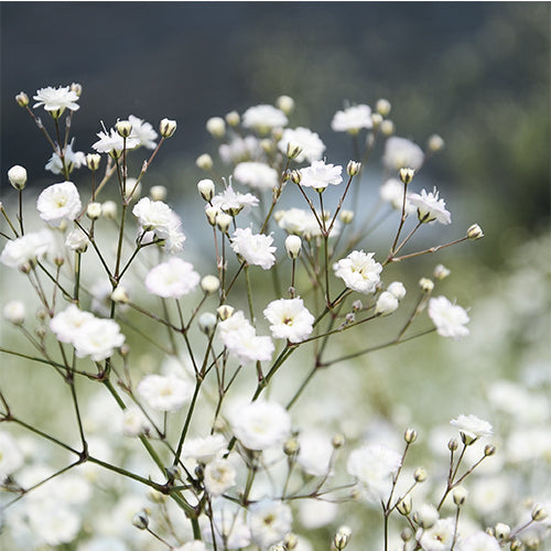 20 SERVIETTES 33X33 CM ZOOM GYPSOPHILE